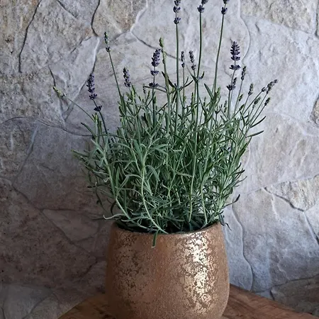 Ester Appartamento *